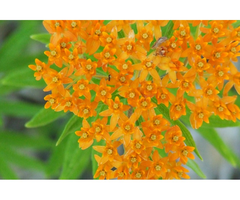 Butterfly Weed
